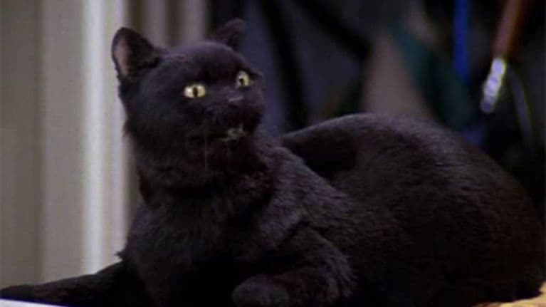 Salem de la serie 'Sabrina, la bruja adolescente', era el gato más sarcástico, oscuro y divertido de la televisión noventera.