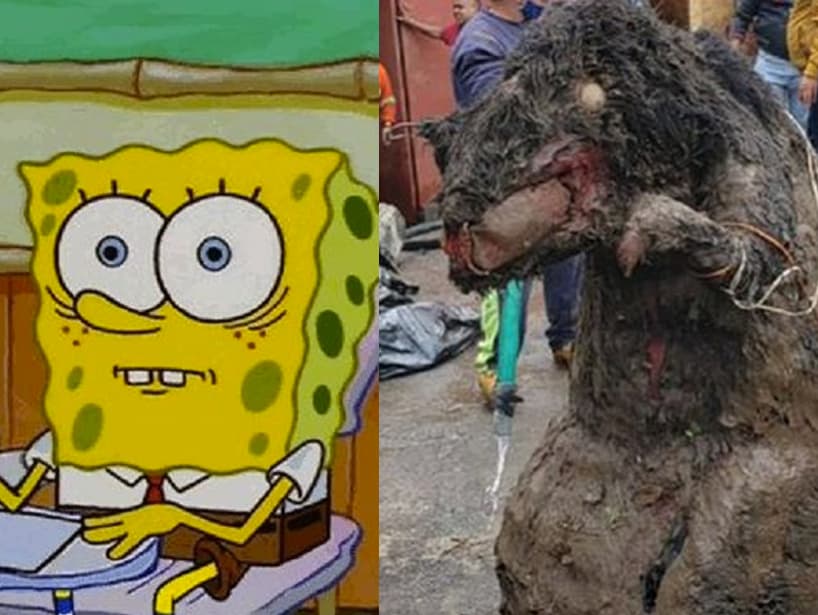 Tras las fuertes lluvias en la CDMX, un increíble hallazgo en las alcantarillas de la alcaldía Magdalena Contreras se volvió viral el pasado 19 de septiembre. Resulta que encontraron la botarga de una rata gigante y de inmediato sirvió como inspiracion para divertidos memes.