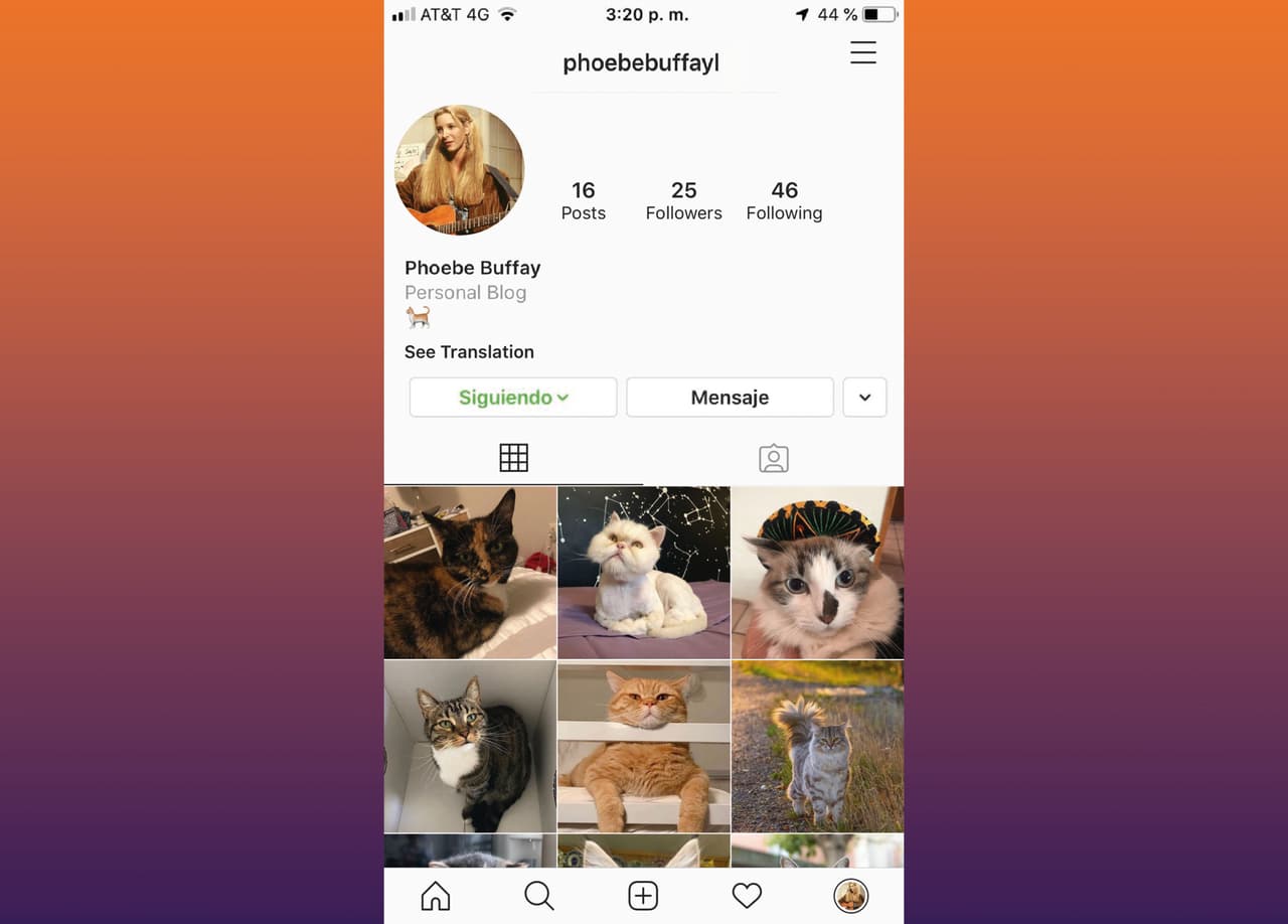 Phoebe seguramente no tendría un celular muy moderno, pero eso no le impediría tener un Instagram dedicado solo a compartir fotos de gatos. A más de uno hasta le escribiría una canción.