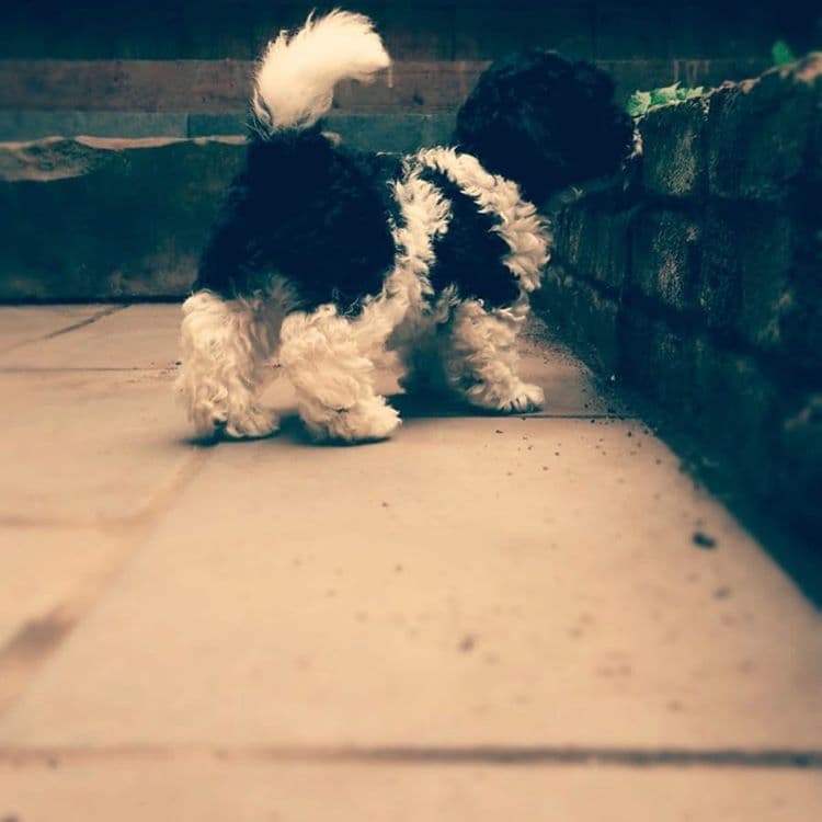 Tiene dos perros y uno de ellos se llama Mowgli, ¡y nos encanta!
