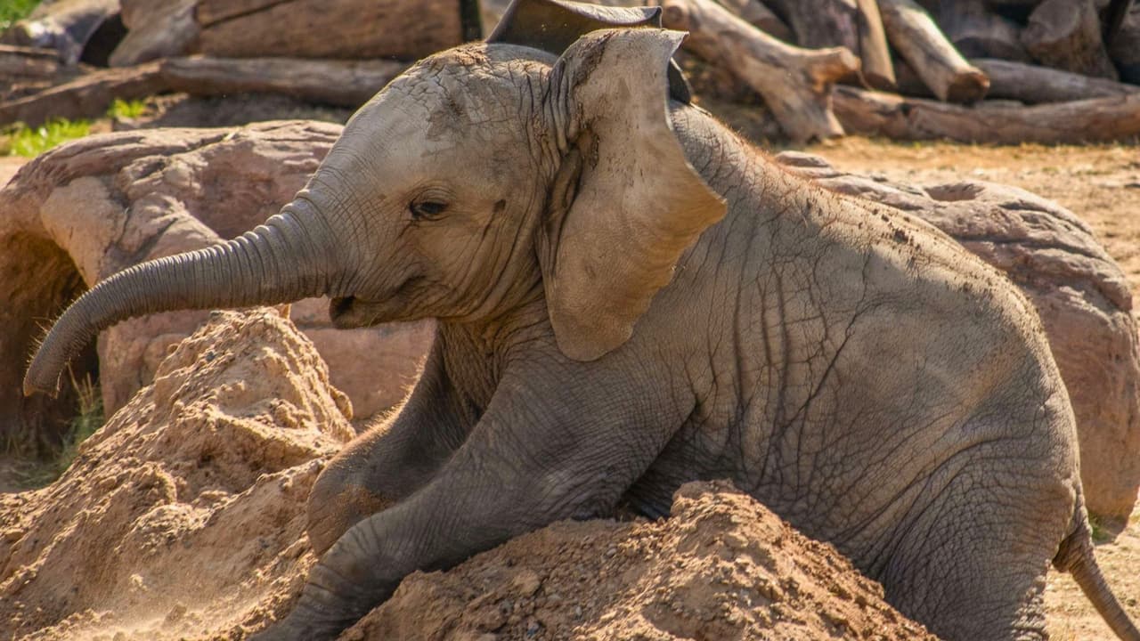 Guía completa para visitar el Zoológico de Dallas este verano (¡y ahorrar mucho!)