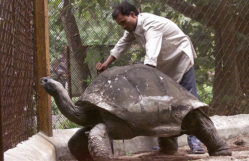 De acuerdo con el portal healthyfoodhouse, estos son unos de los animales que han cumplido más años, los más viejitos pues. Adwaita, la tortuga gigante Aldabra que murió de insuficiencia hepática a los 255 años en 2006. Vivía en el Zoológico Alipore de Kolkata, India