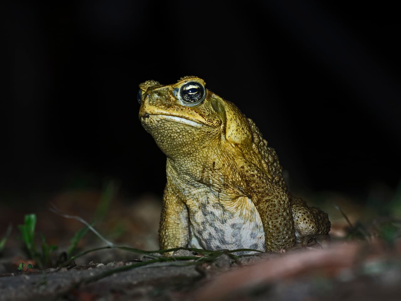 Sapo de caña