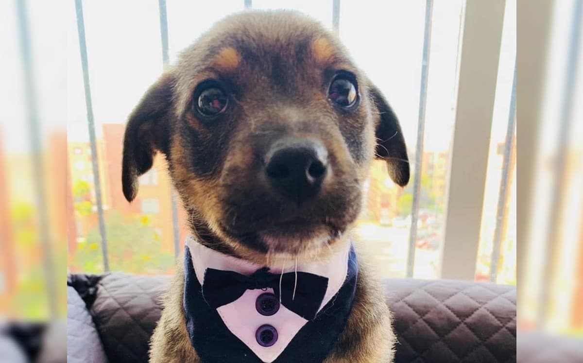 Vicente, el perrito que fue plantado, se hizo viral y encontró un hogar