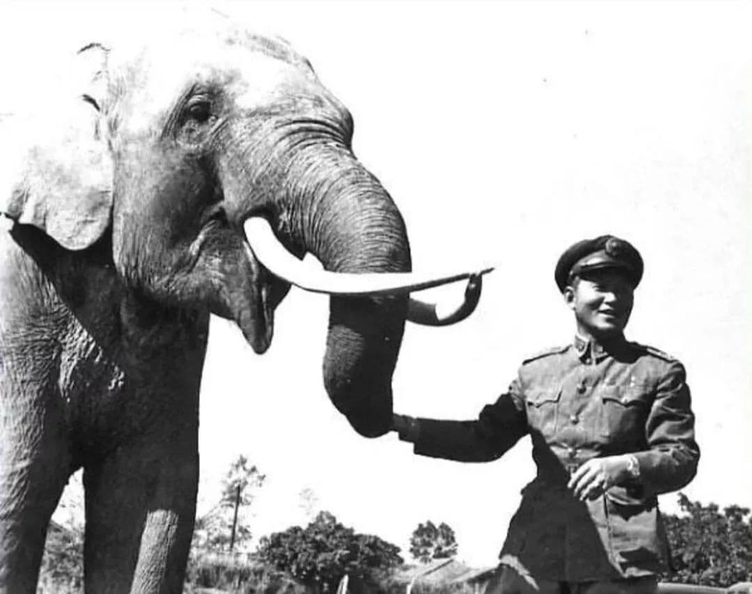 Lin Wang, el elefante más viejo que murió a la edad de 85 años. Este héroe sirvió con la Fuerza Expedicionaria China durante la Segunda Guerra Sino-Japonesa (1937-1945) y luego fue enviado a Taiwán con las fuerzas del Kuomintang. Lin Wang vivió la mayor parte de su vida en el zoológico de Taipei, donde murió en 2003. Fue el animal más popular y famoso de Taiwán mientras vivió, tanto era conocido y ahora recordado con el sobrenombre cariñoso de "Abuelo Lin Wang".