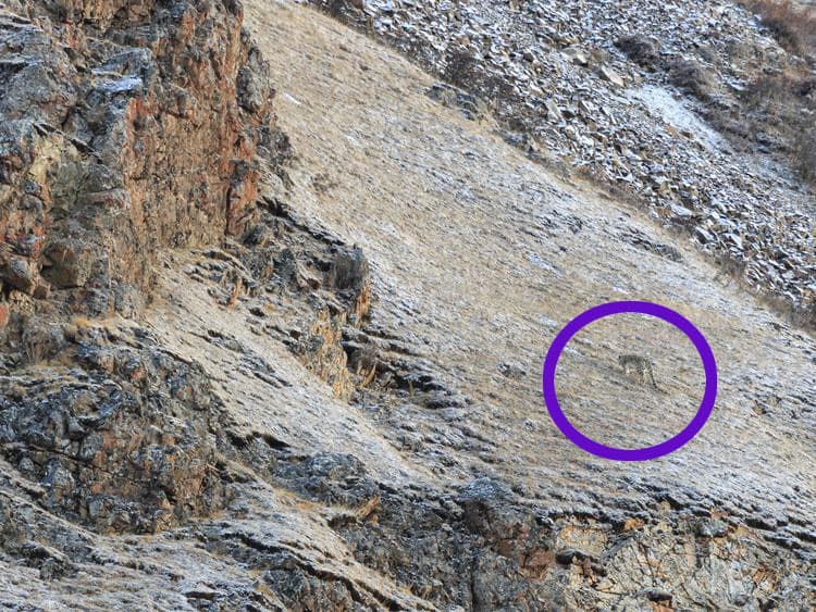 Los colores del leopardo de las nieves se mezcla perfectamente con el color del suelo.