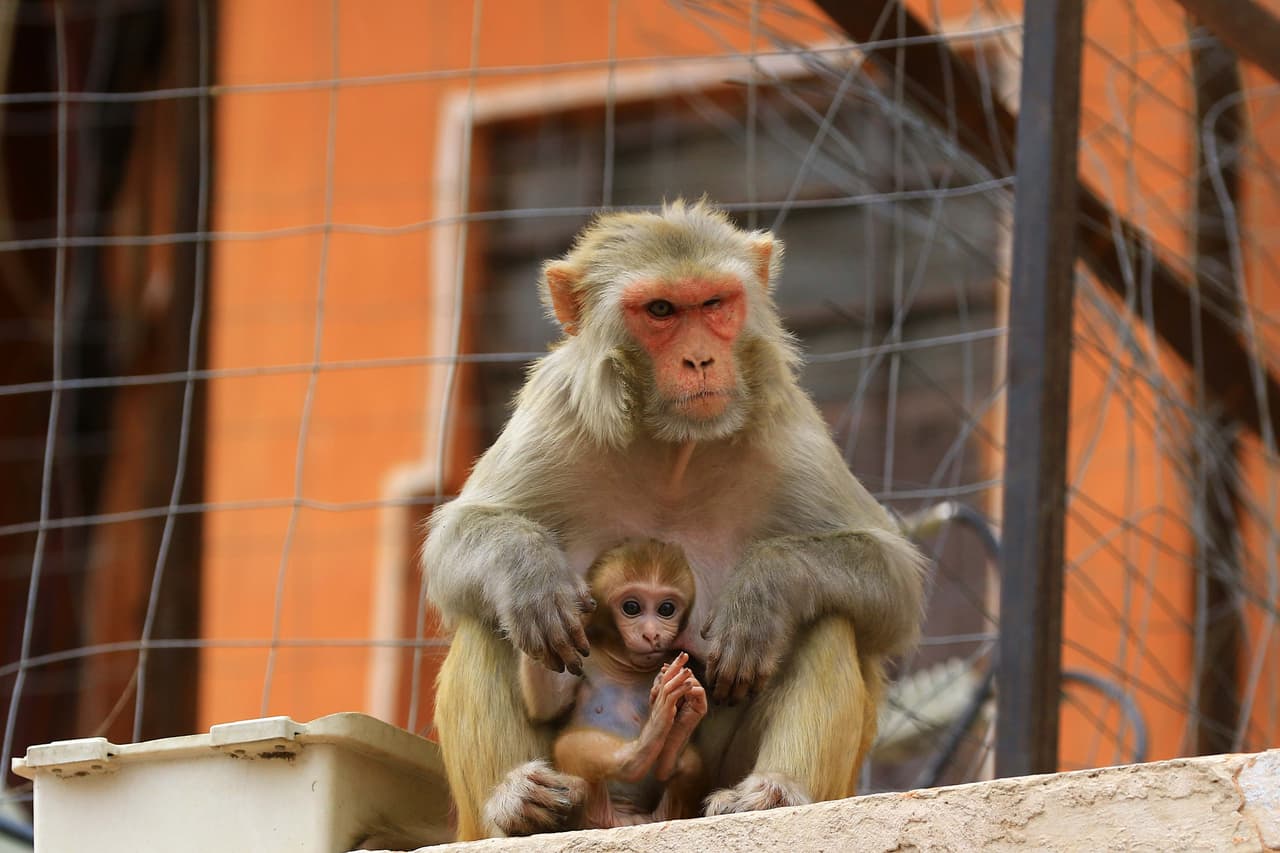 Changos roban sangre infectada con Covid 19 en India