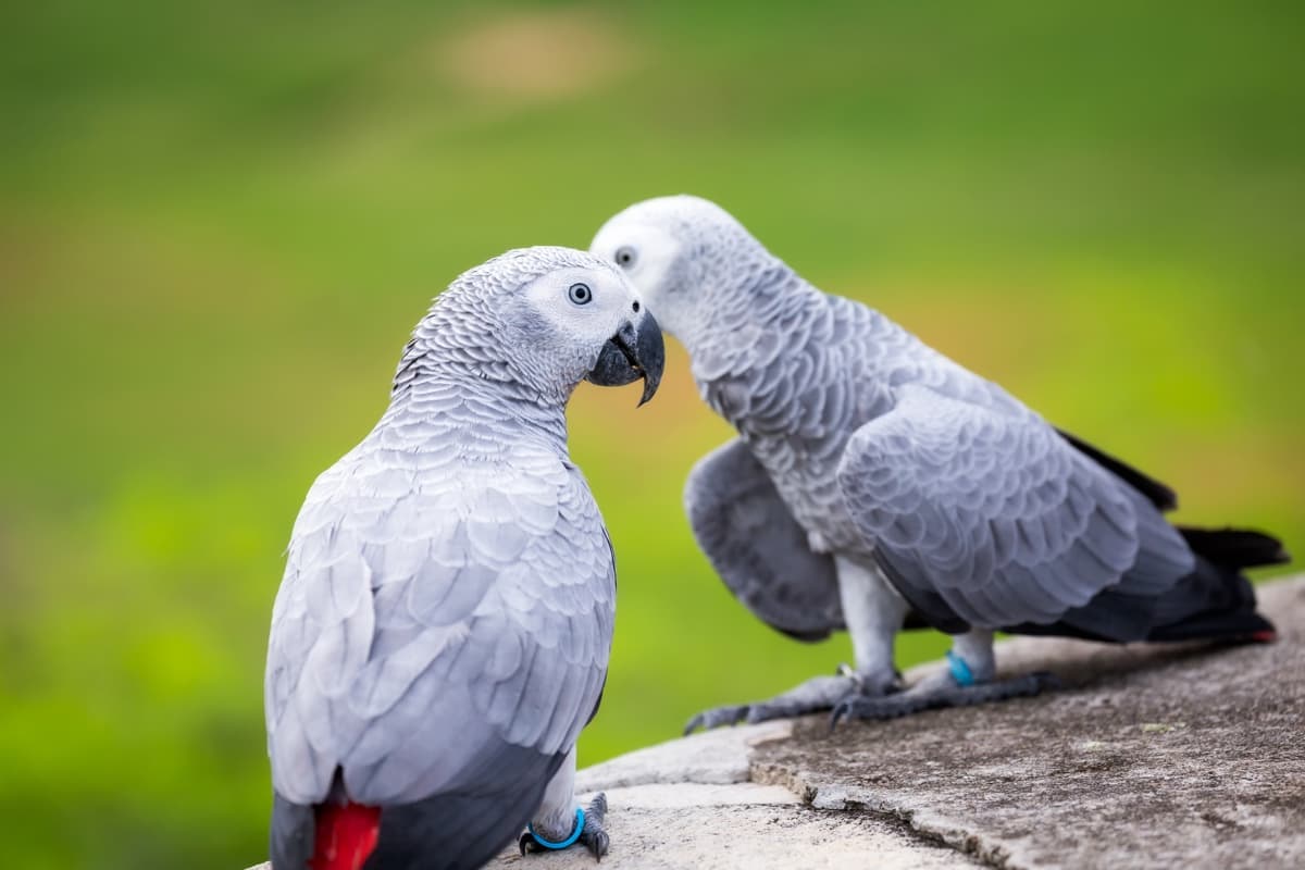 ¡Como en verdulería! Pericos de zoológico se están enseñando a decir groserías entre ellas