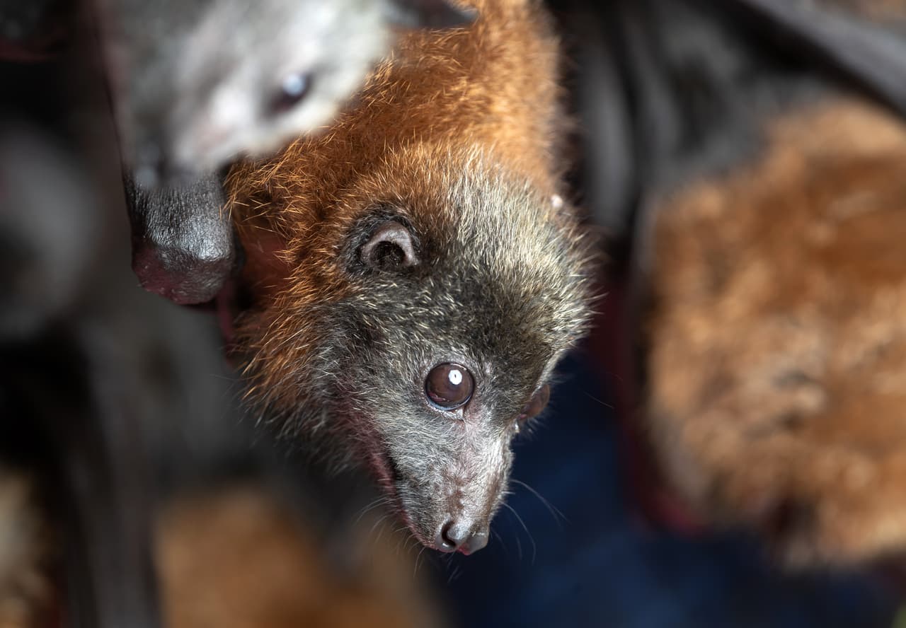 Prohíben comer animales salvajes en Wuhan, China, como respuesta a la pandemia