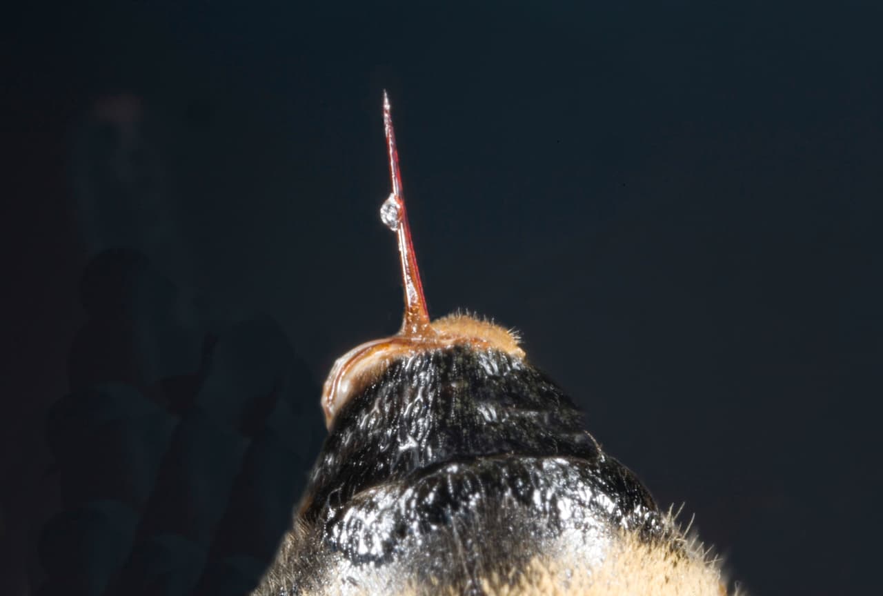 Abejas asiáticas consideradas como asesinas, llegaron a Estados Unidos y Europa.