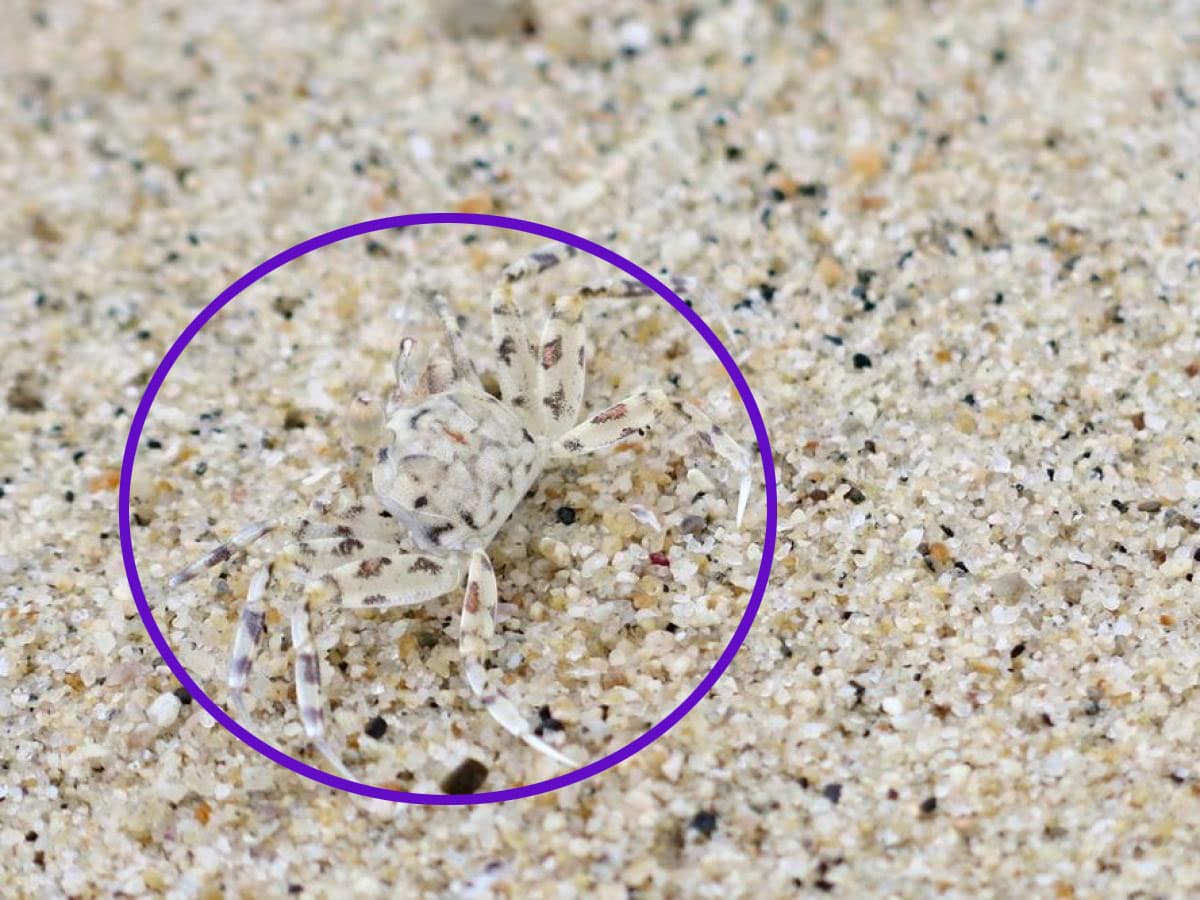 Esta pequeña araña de arena se entierra para cazar a sus presas. Tiene el color de la arena no creas que es transparente.