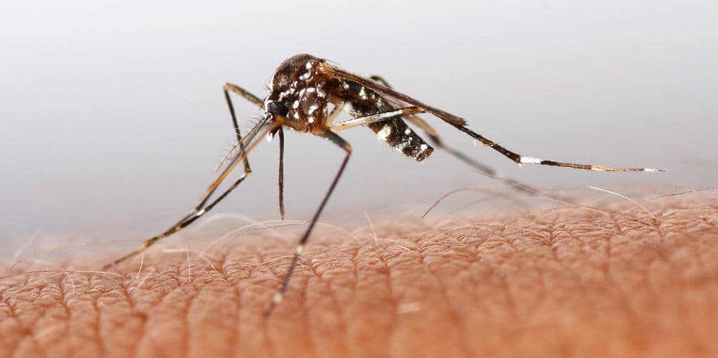 6. Mosquito: Cada año, más de 2 millones de personas mueren en el mundo a consecuencia de su picadura.