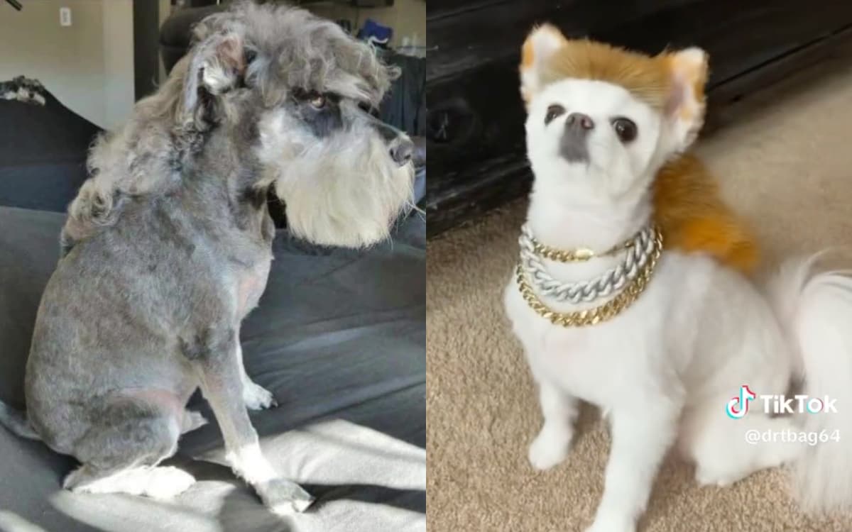 Corte de pelo de Peso Pluma llega a los perritos para imponer moda perrona