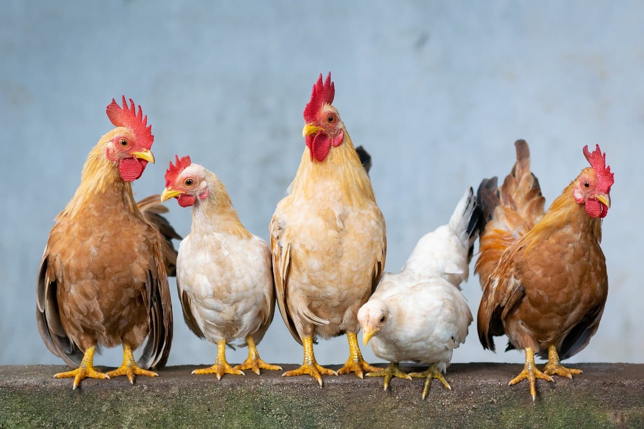 Música de boda causó de la muerte de decenas de gallinas
