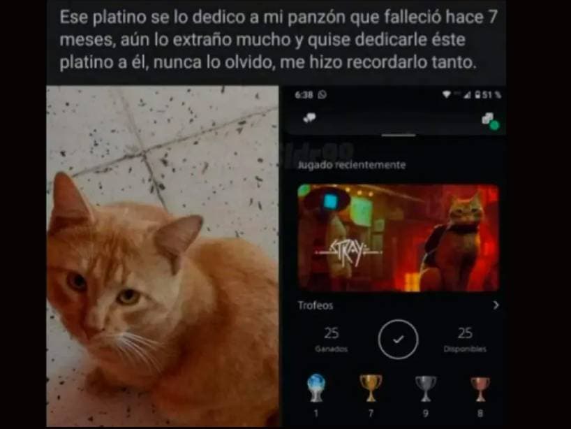 Un usuario ganó un trofeo y se lo dedicó a su minino.