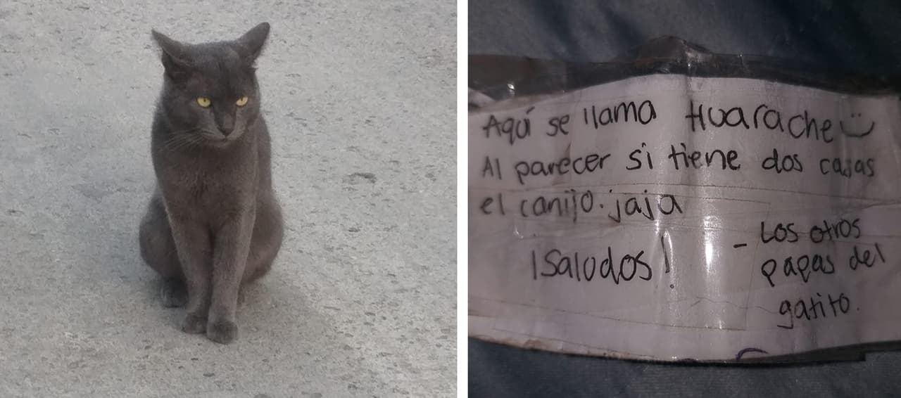 Este gato tenía dos familias al mismo tiempo y sus dueños apenas se dieron cuenta