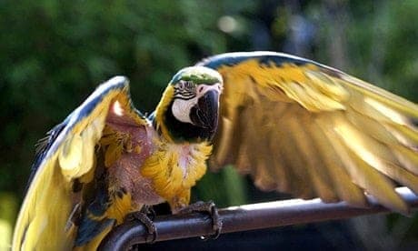 Charlie the Curser, un guacamayo azul y amarillo que vivió hasta los 114 años, unas fuentes dicen que fueron 117 años. Supuestamente fue la mascota de Churchill durante la Segunda Guerra Mundial y según aprendió malas palabras de él, aunque los administradores de la propiedad Chartwell, la antigua casa de campo de Churchill, dicen que no tienen constancia de ninguna guacamaya. La hija del dirigente, Lady Soames, también ha negado que su padre haya tenido a esta ave. Según ella, su padre tuvo un loro gris llamado Polly, pero lo vendió antes de asumir el papel de Primer Ministro.
<br>
<br>Peter Oram decía que le devolvieron el ave en 1965, tras morir Churchill. Charlie estuvo un tiempo en la tienda de mascotas dirigida por Oram, tiempo después vivió en un aviario con su mejor amiga, una cotorra gris de cinco años llamada Rosie.