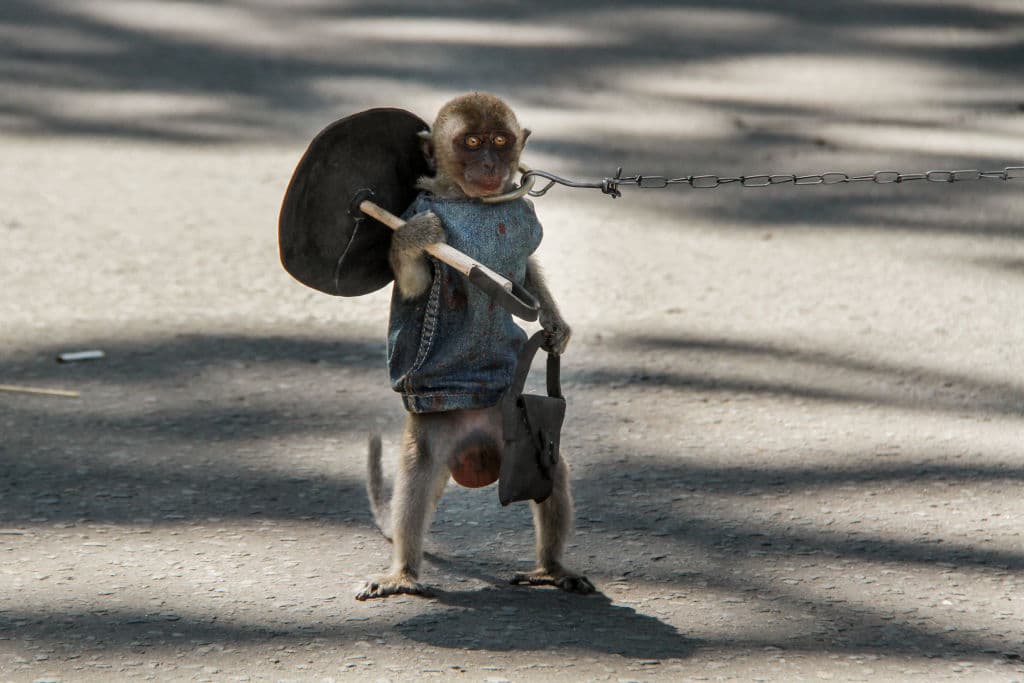 Consiste en entrenar monos para imitar a los humanos.