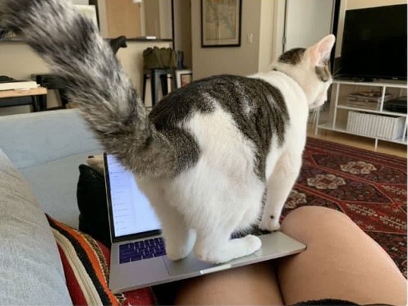 Mis oraciones para todos aquellos que están intentando trabajar desde casa con una mascota que no entiende el concepto.