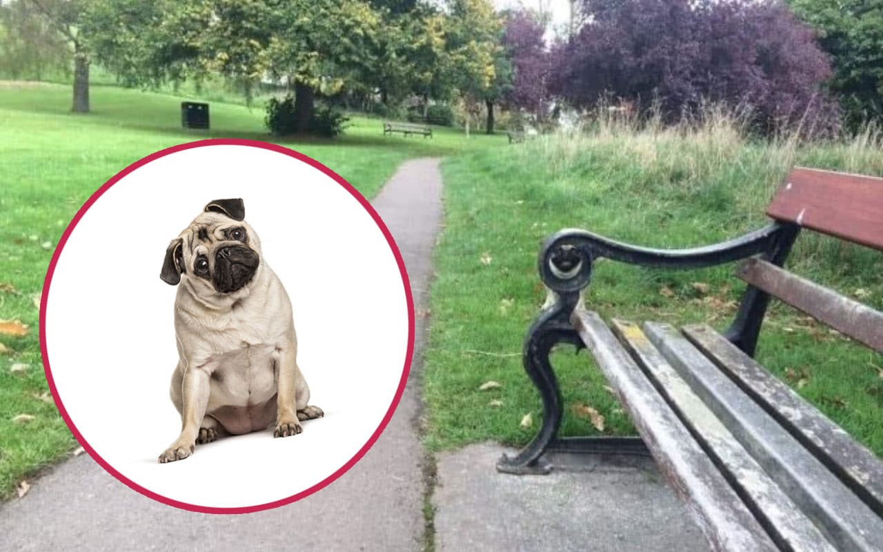 Reto viral: encuentra al perrito pug escondido en esta foto