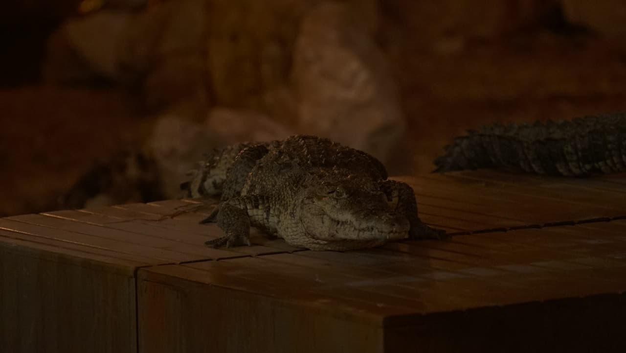 Parte de la fauna que salió a cuadro.
