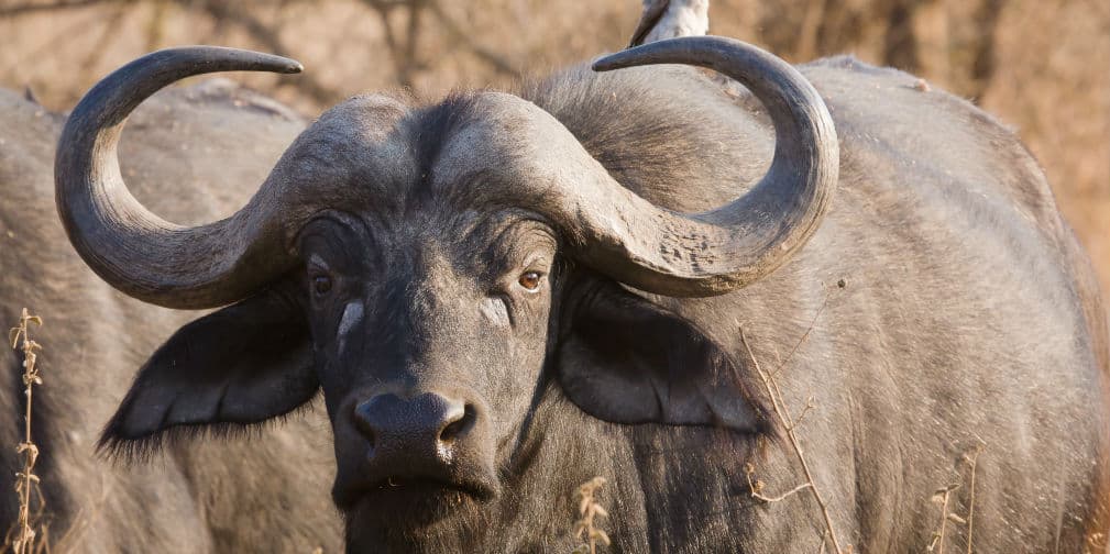 9. Búfalo africano: Ataca de forma totalmente imprevista y en manada, embistiendo y destruyendo todo a su paso.