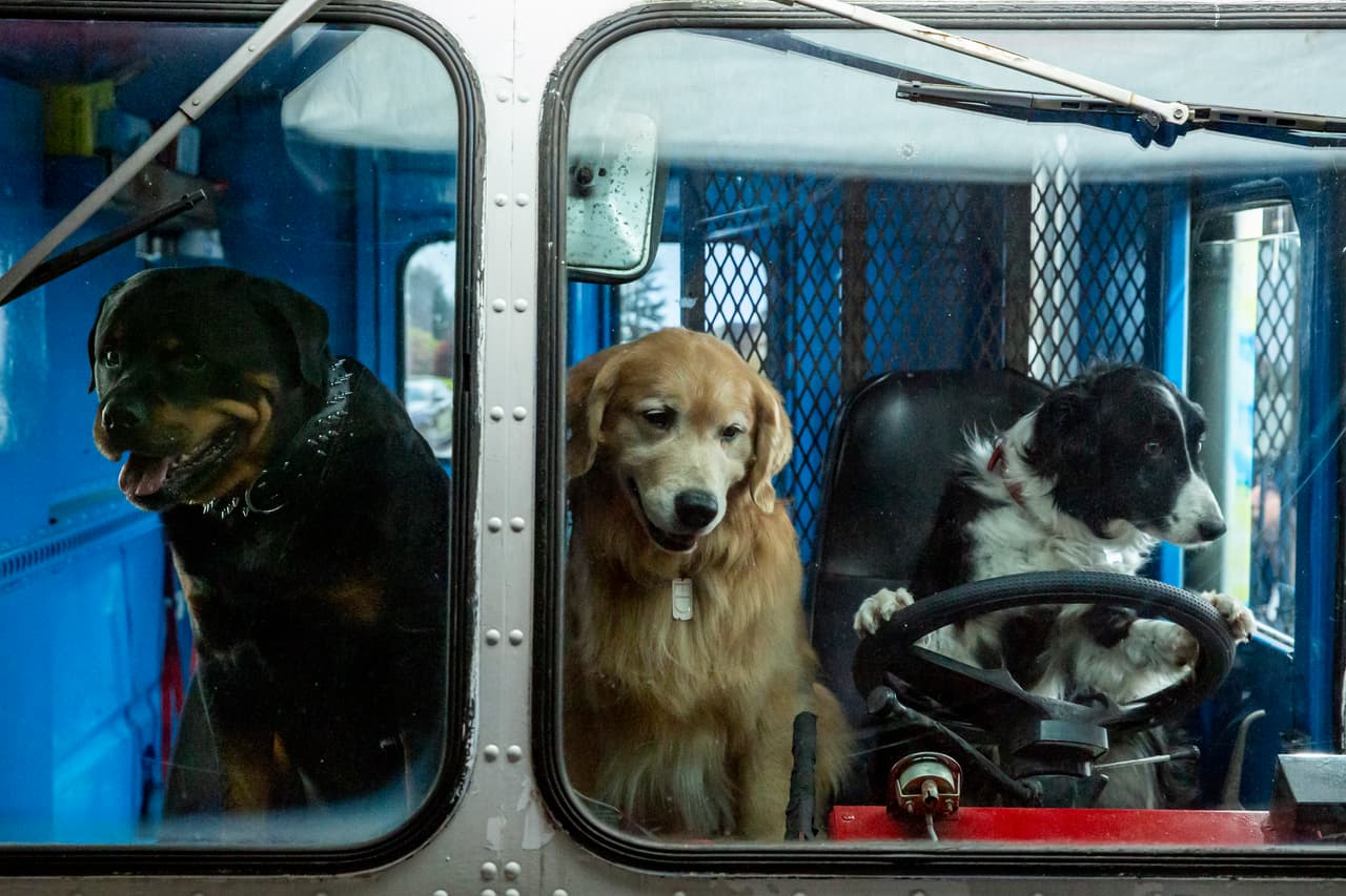 La sinopsis nos cuenta que: El viejo Ed, Roger y Gwen, miembros de la Gran Tregua, deberán hacer hasta lo imposible por evitar que Pablo, un loro con sentimientos de inferioridad, consiga acabar con la armonía entre perros y gatos; porque no hay nada que este equipo de cuatro patas no haga por salvar al mundo de una catástrofe.