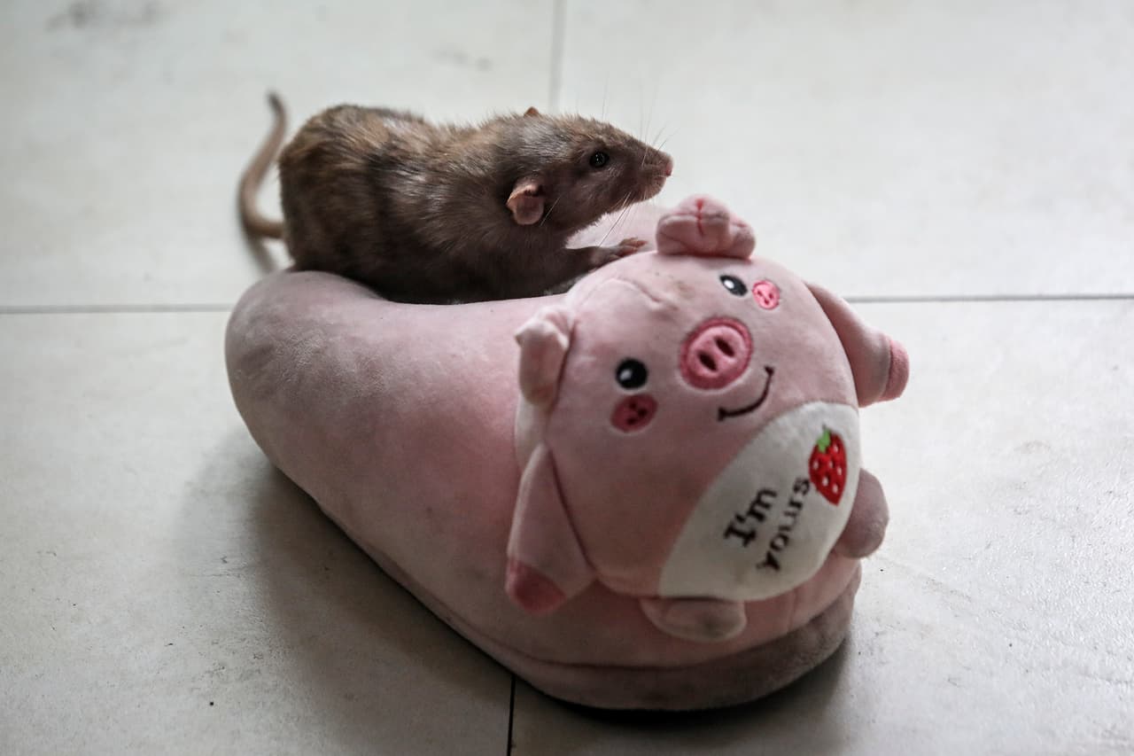 En China se han detectado ratas que transmiten un nuevo tipo de hepatitis, el cual apenas están estudiando los científicos.