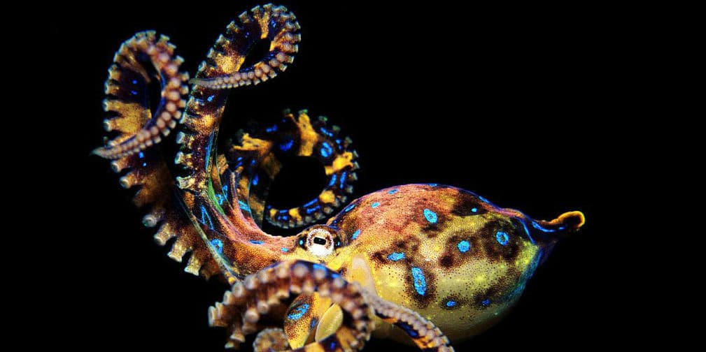 5. Pulpo de anillos azules: Dispara pequeñas dosis de veneno, suficiente para matar a 30 hombres adultos.