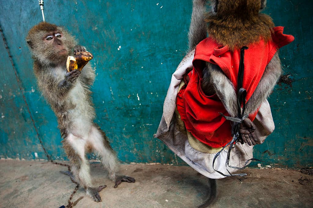 Para que aprendan a estar de pie como humanos, los atan las manos a la espalda.