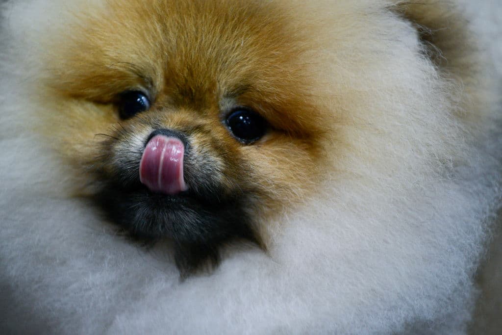 Un pomerania es el primer perrito infectado con coronavirus
