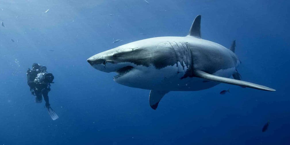 10. Gran tiburón blanco: Con 3000 dientes, 6 metros de largo y un peso de casi 2300 kg, yo no entraría al agua.