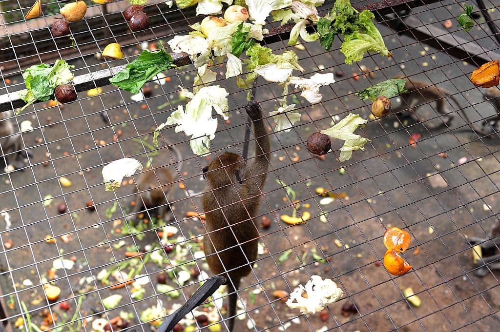 También tratan de prohibir el Topeng Monyet.