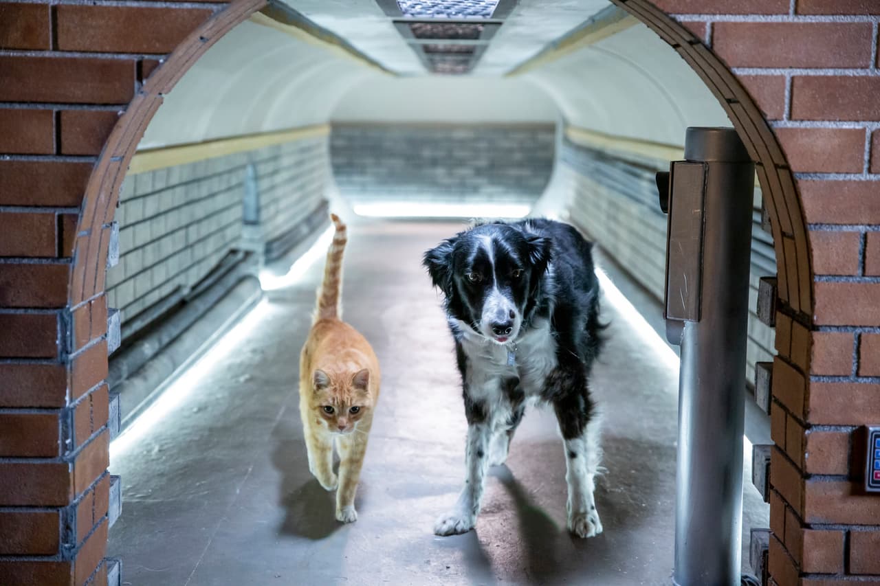 Los animalovers y los cinéfilos tienen algo en común este 15 de octubre, pues se estrena 
<i><b>Como perros y gatos 3 ¡patas unidas!</b></i>
<b> </b>(Cats & Dogs 3: Paws Unite).