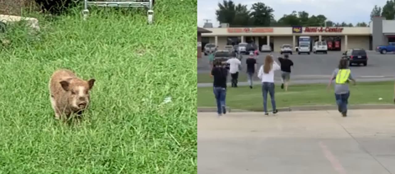 Este cerdito se escapó de su casa e hizo que una multitud lo persiguiera por horas, nadie podía atraparlo
