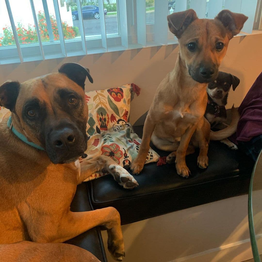 Isabela tiene tres perros: Pluto, Bon Bon y Canela.