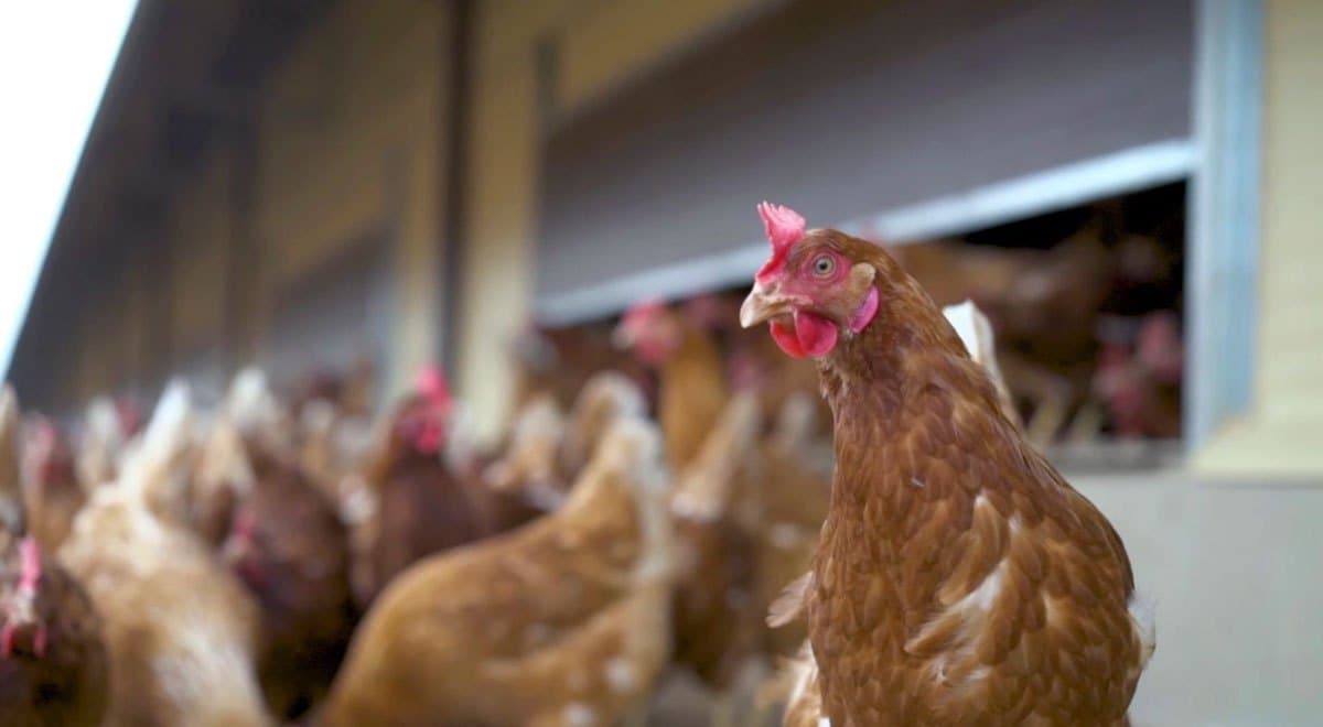 ¿Cuántas gallinas te alcanzan con 30 pesos?
