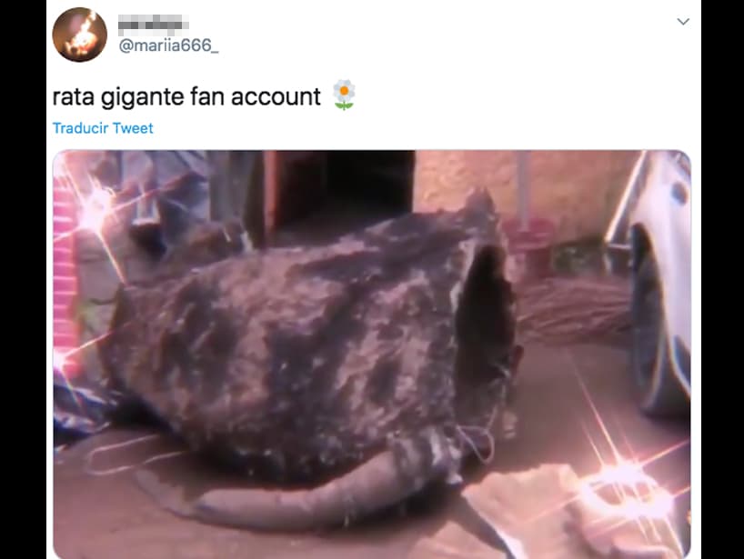 Otras personas se declararon fans de la rata e incluso agregaron brillos al video que se compartió en los noticieros con la canción Beef FloMix de Flo Milli.