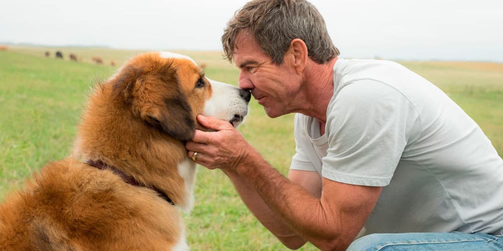 Un perro invade la pantalla en el tráiler de A Dog's Purpose