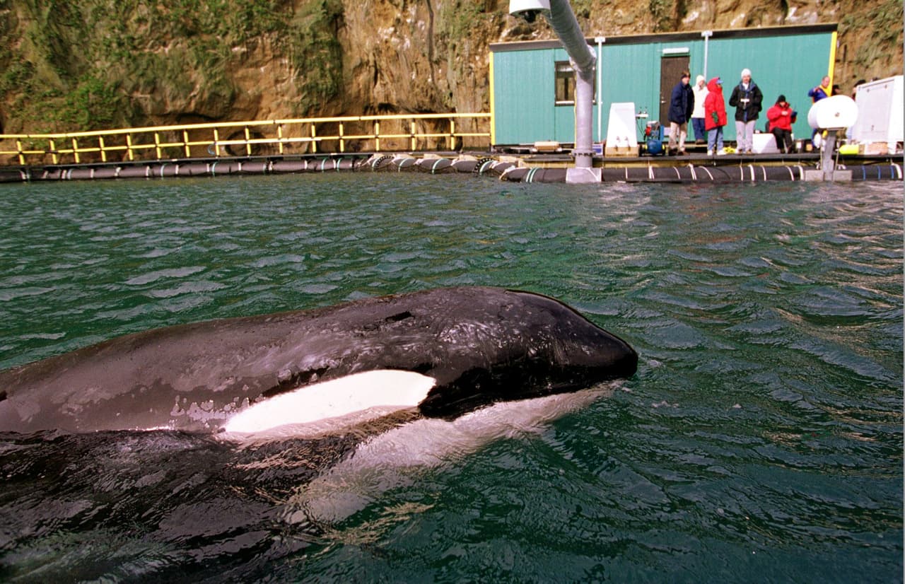 Keiko, the killer whale, swims in his new sea pen at Heimaey, Iceland, Friday, Sept. 11, 1998. The killer whale spent an active first day with his trainers at his new home. Keiko returned home to the waters of Iceland on Thursday after 19 years in captivity and a career as a movie star. The orca whale s handlers hope his return to Iceland will lead to his transformation from an aquarium-performing animal and movie star to an animal of the wild again. (AP Photo/Don Ryan)