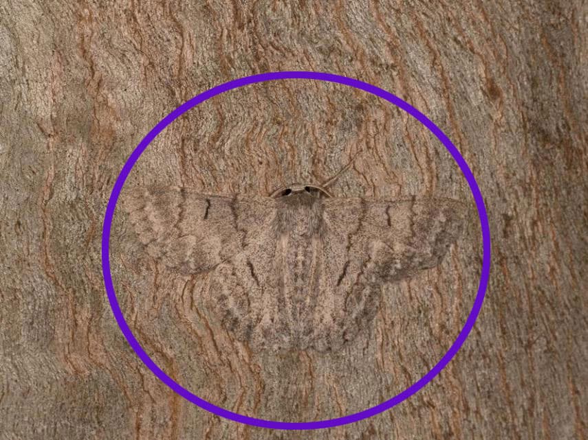 Esta polilla apenas se ve, a simple vista se confunde perfecto con el tronco de ese árbol.