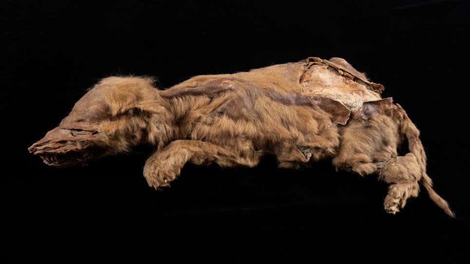 Suave lomito congelado: Encontraron una cachorrita de lobo de 57,000 años