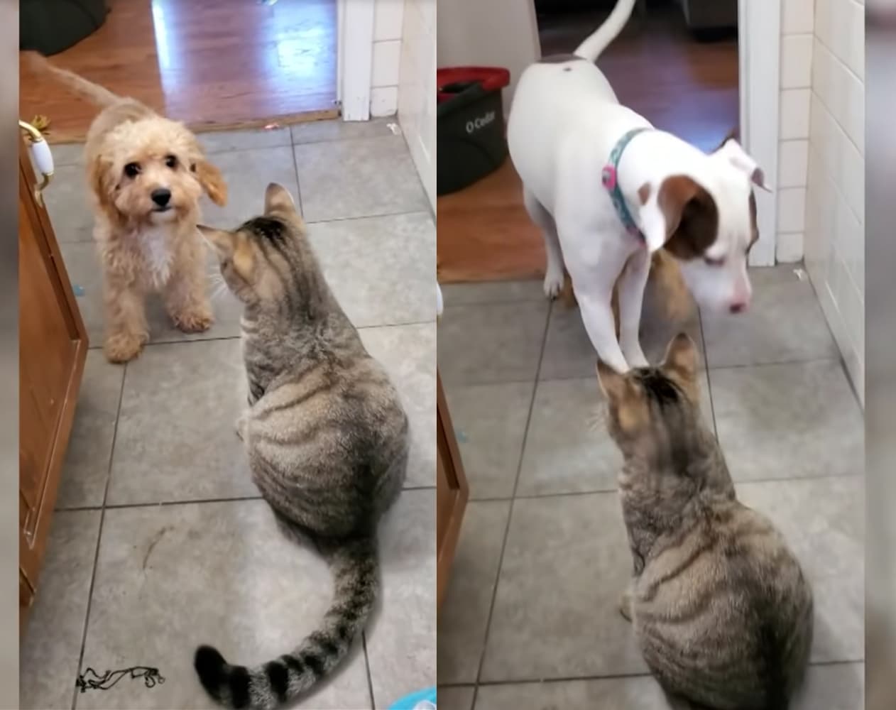 Viral: Cachorro pide la ayuda de un perro más grande para defenderse de un gato