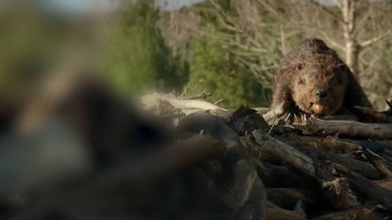 ¡Nuevo miedo desbloqueado! Castores asesinos invaden a Canal 5