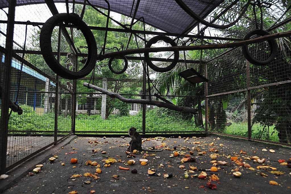 En 2013, el gobierno de Yakarta realizó redadas para rescatar macacos y, así, mejorar el orden público y, además, prevenir enfermedades transmitidas por los monos.