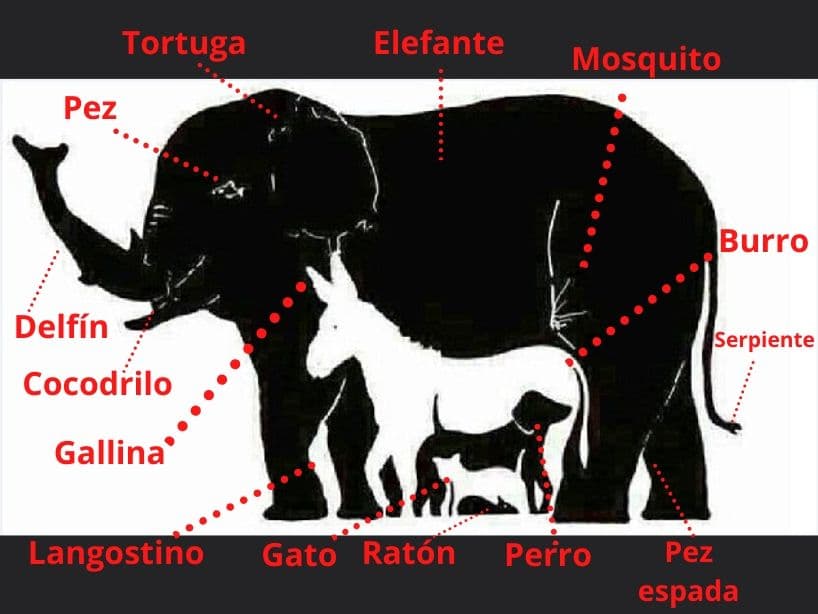 Estos son los 14 que nosotros encontramos.
<br>¿Cuántos y cuáles encontraste tú?