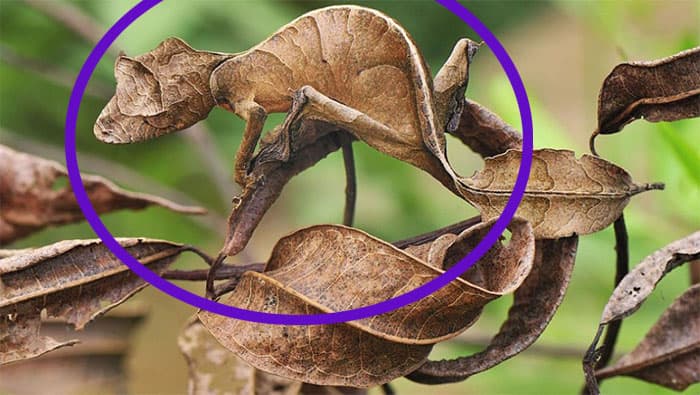 Este pequeño amigo se llama Gecko cola de hoja (Uroplatus phantasticus) y como su nombre lo dice su cuerpo y cola pueden pasar desapercibidos ante los ojos de sus depredadores.