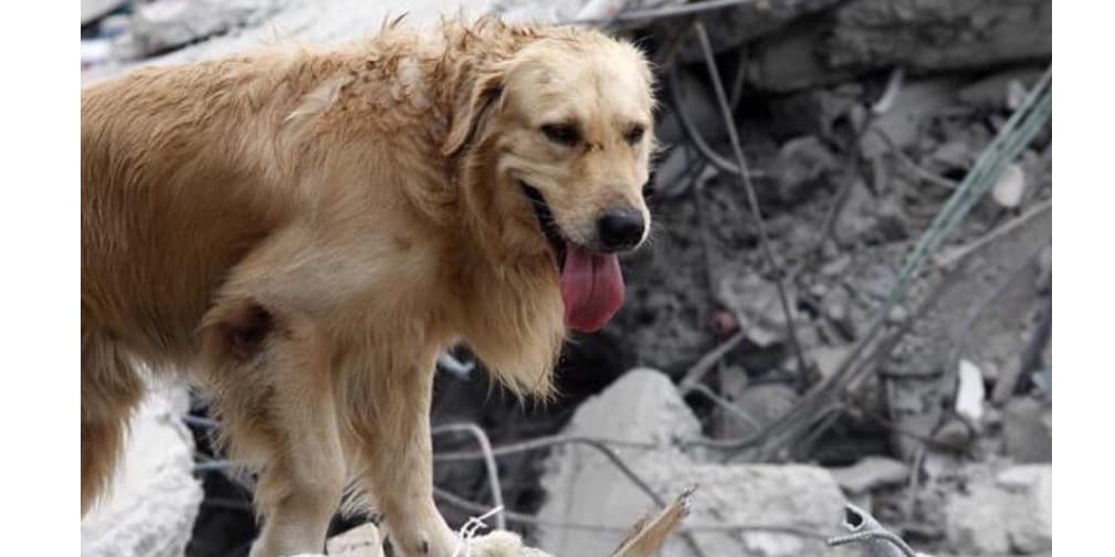 Ayuda para las mascotas del sismo