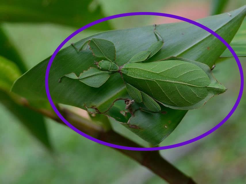 Tal vez si notaste a simple vista a este pequeño, pero te apostamos que no notaste que tanto las patas como los colores de esta mantis foliar son exactamente iguales a las hojas de su alrededor.