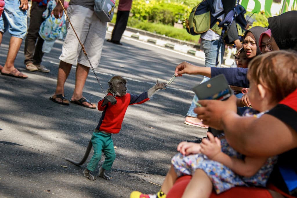 Esta tradición es el sustento de muchas familias.